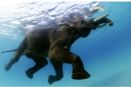 Rajah, The Last Swimming Elephant in the Andaman Islands, India