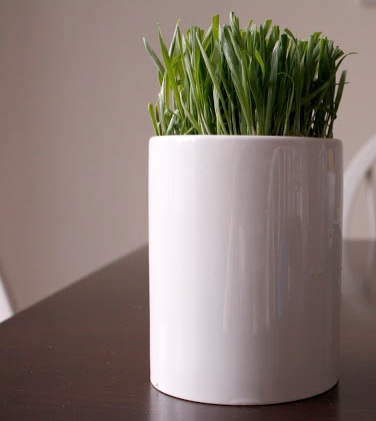 wheat grass